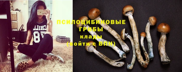 прущие грибы Абинск